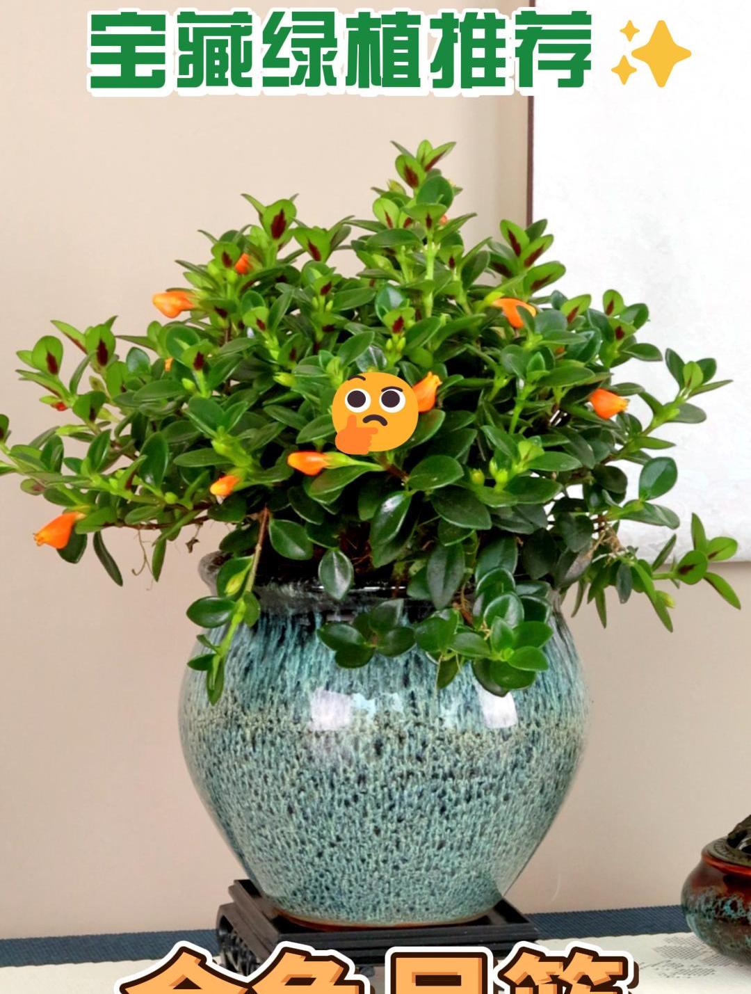 金鱼吊兰 生生不息 源源不断 涓涓不止 送亲朋好友非常合适