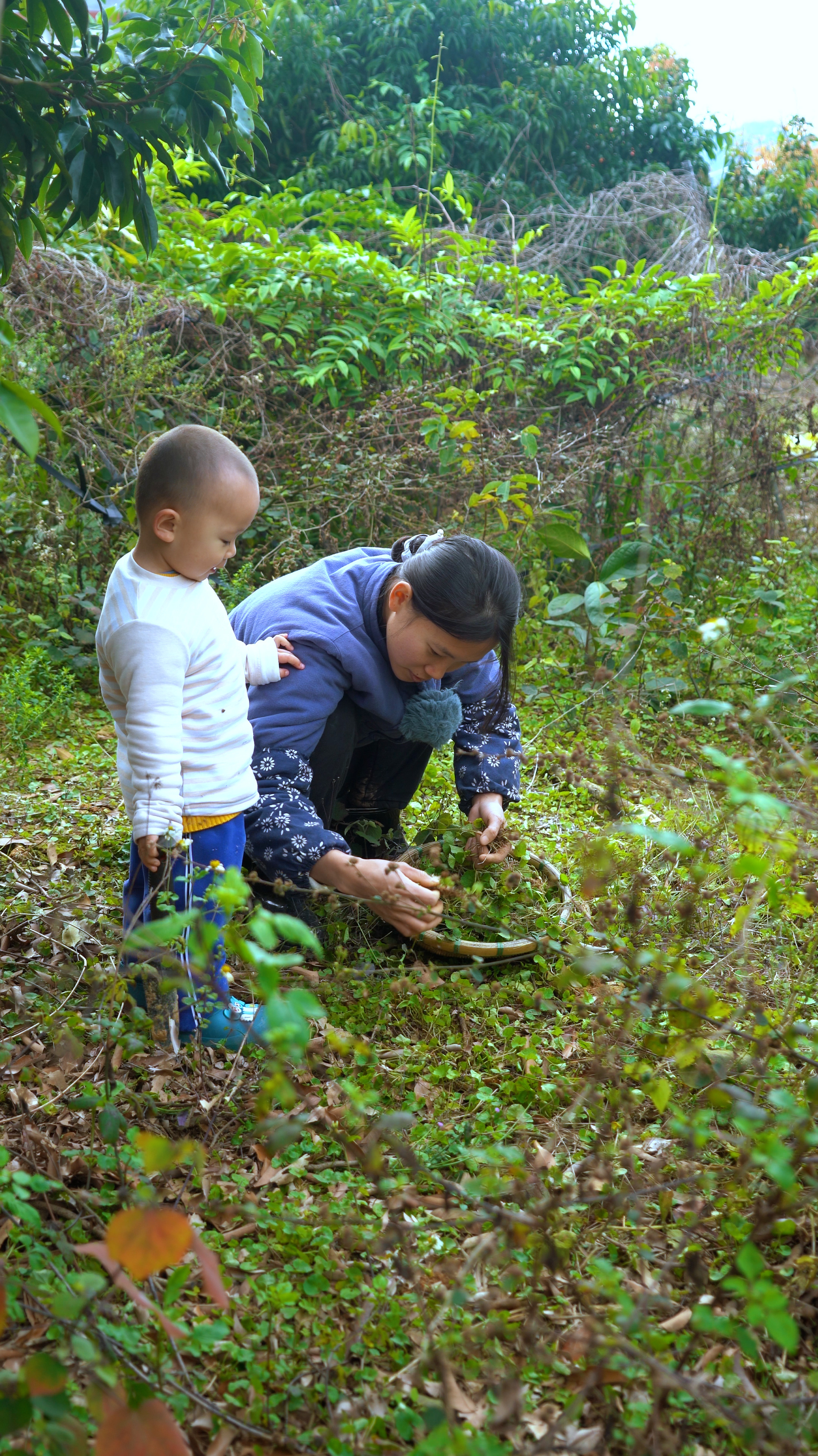 挖些雷公根回家煲鸡汤,来自深山里的美味,你们吃过吗