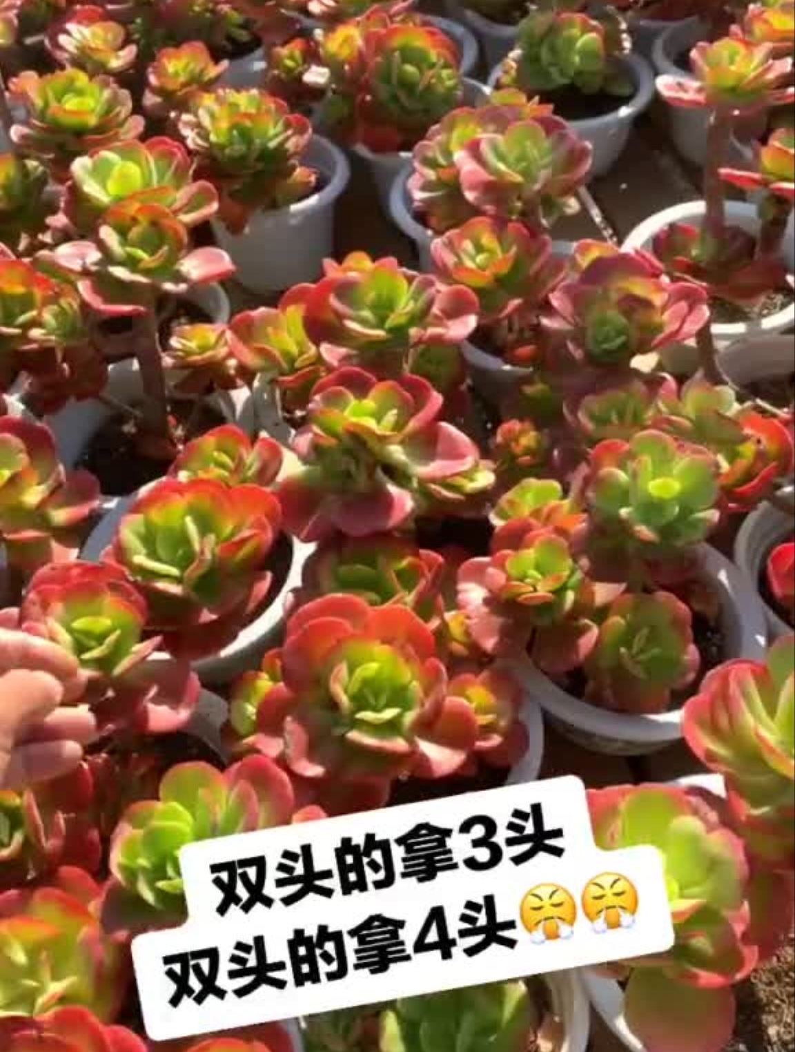 多肉红梅老桩,今年必的品种