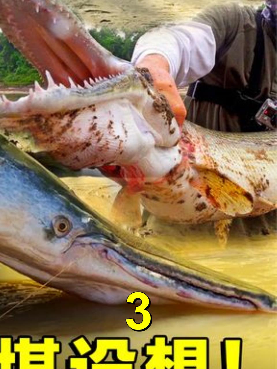 号称“水中杀手”的鳄雀鳝,源自北美的物种,为何会在中国泛滥?3