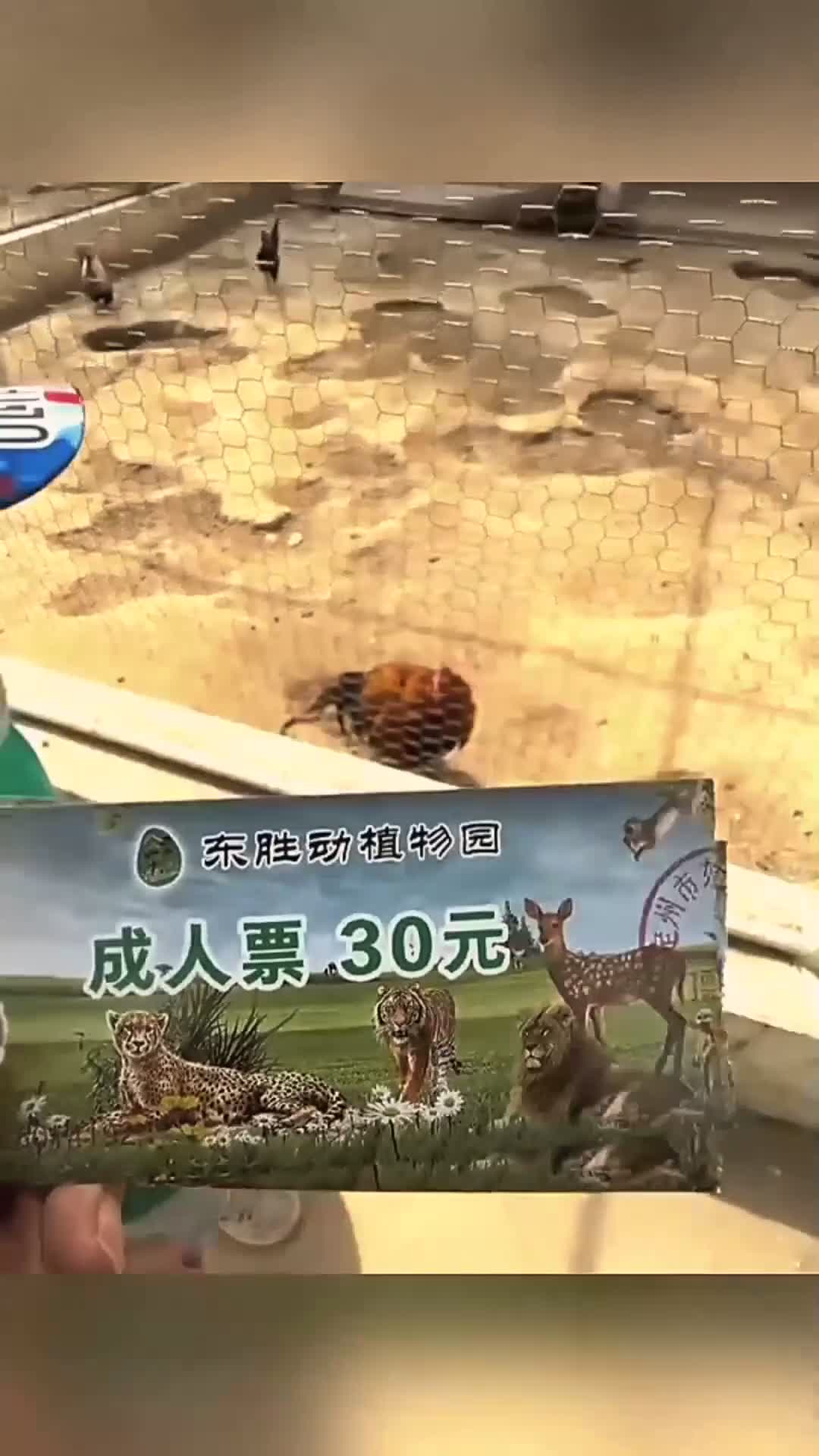 动物园里的公鸡