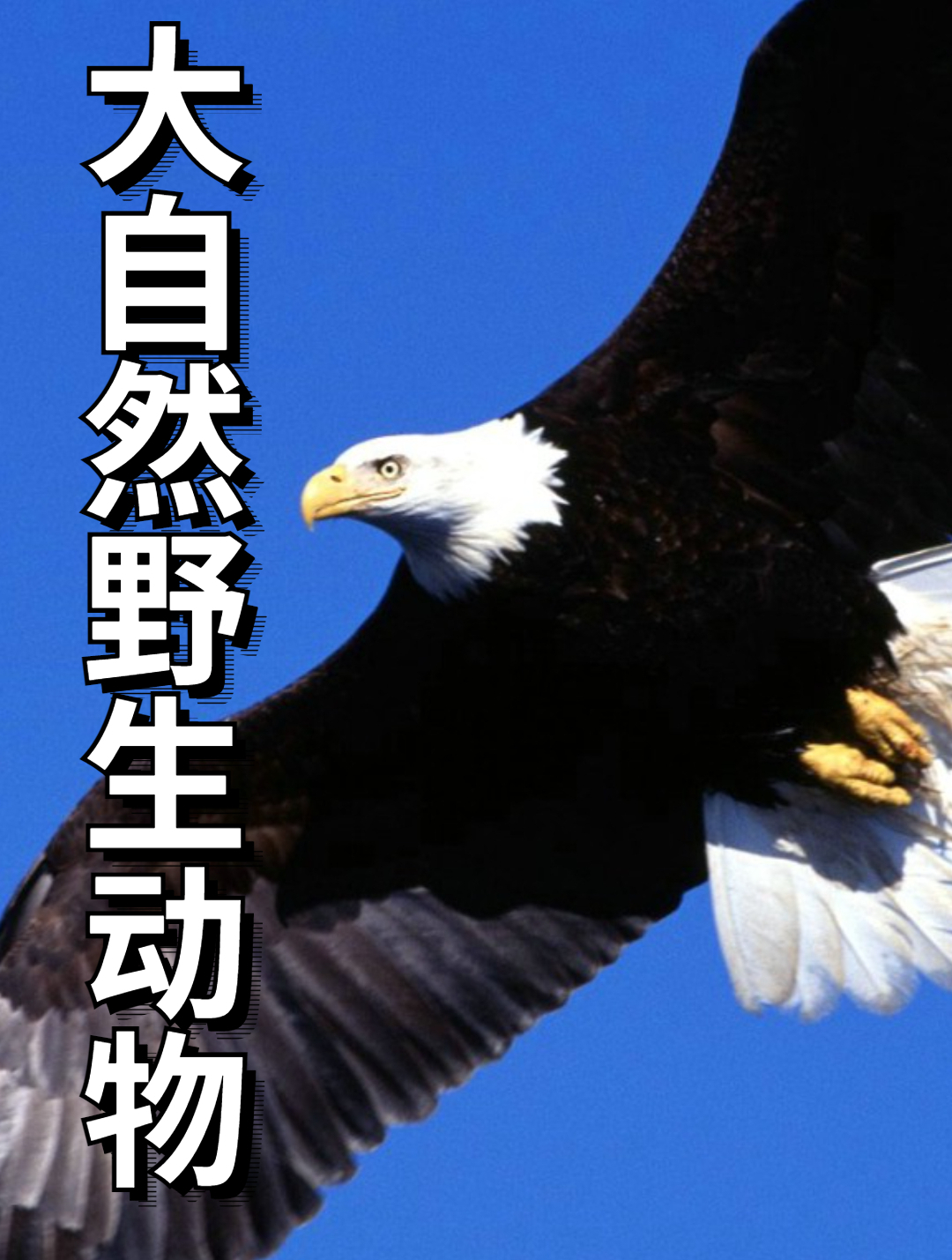 飞鱼跟笛鲷鱼都采用集群繁殖的方法,但谁会更胜一筹(4)