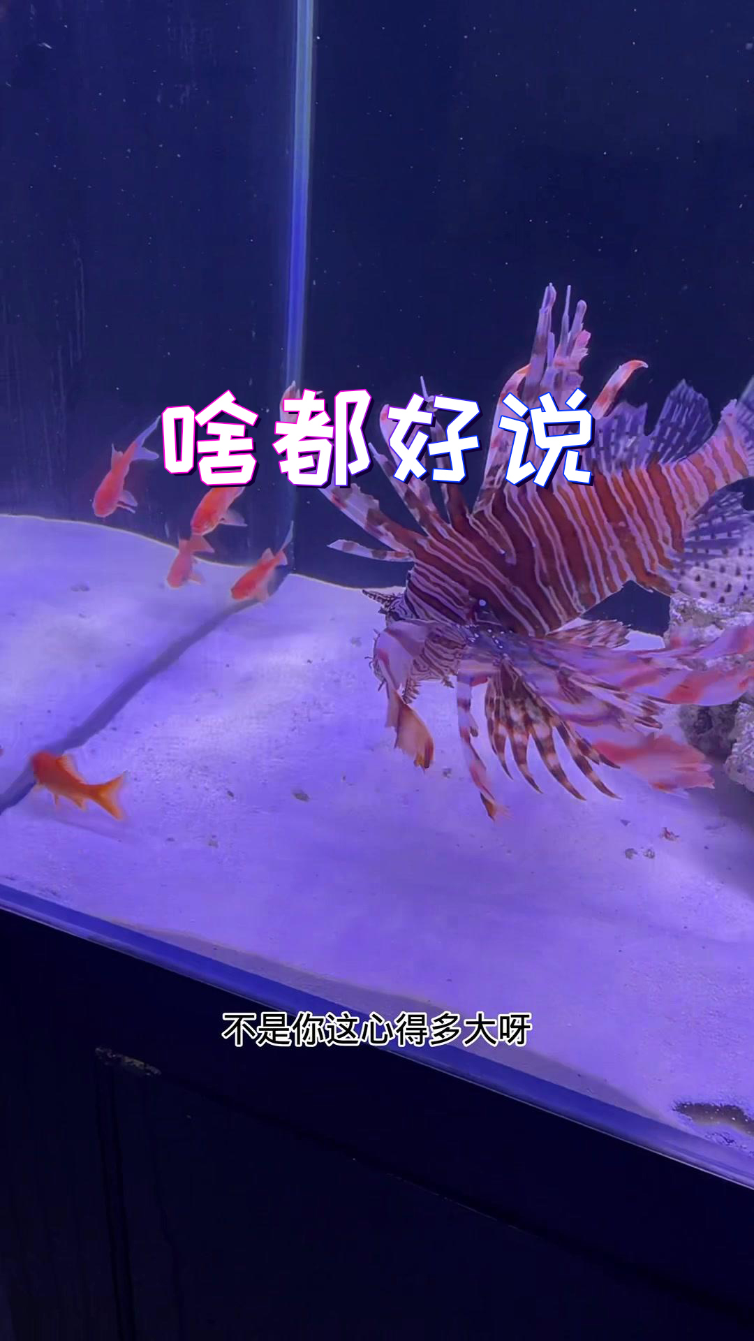 给狮子鱼找几个啥样的邻居呢?诸位有没有好的建议?