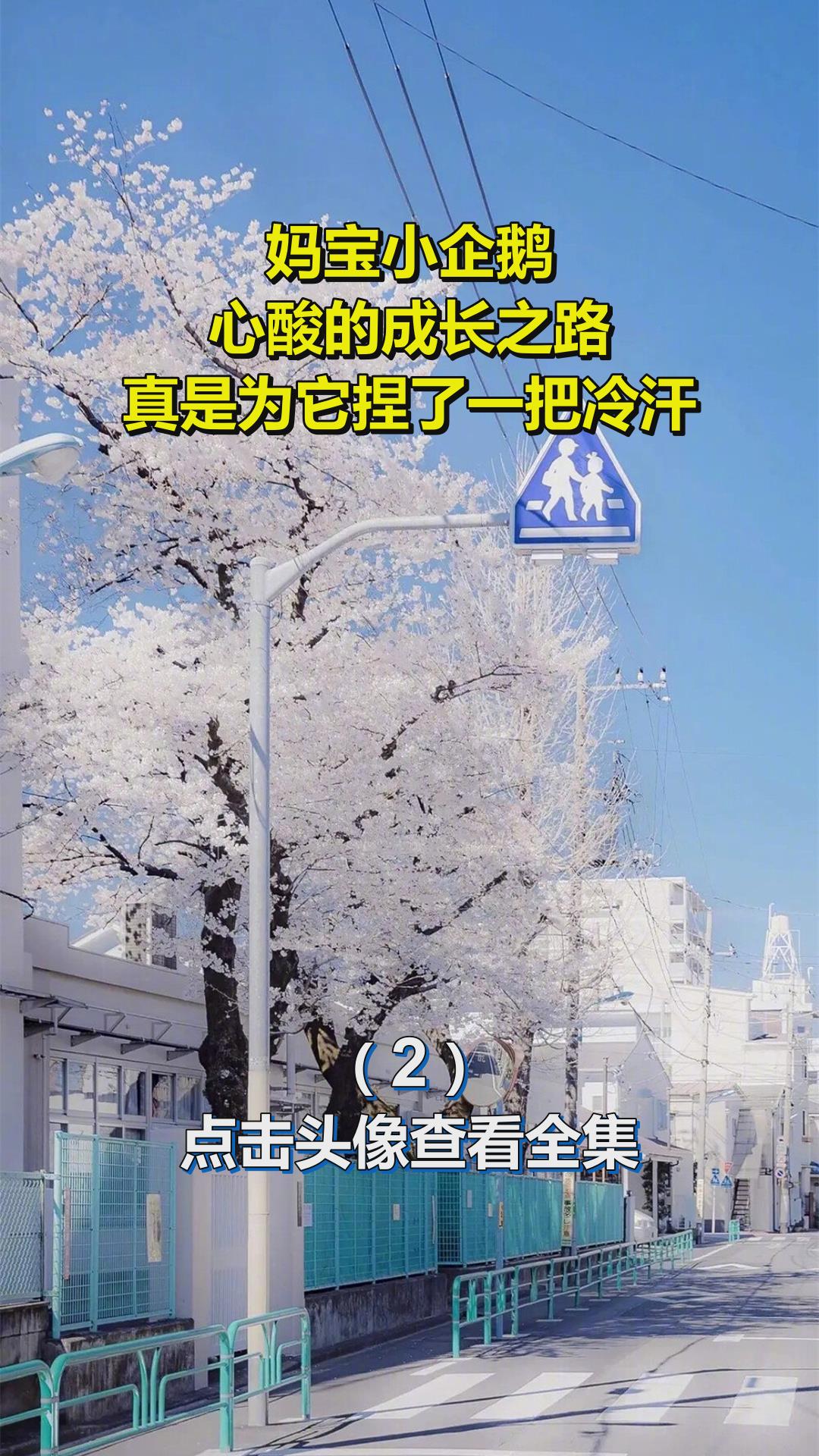 妈宝小企鹅,心酸的成长之路,真是为它捏了一把冷汗!2