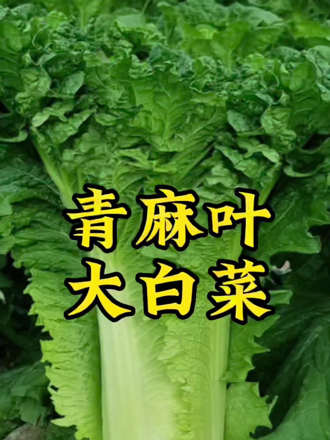 青麻叶大白菜