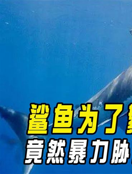 鲨鱼为了繁殖,竟然暴力胁迫雌性,还进化出两根生殖器?3