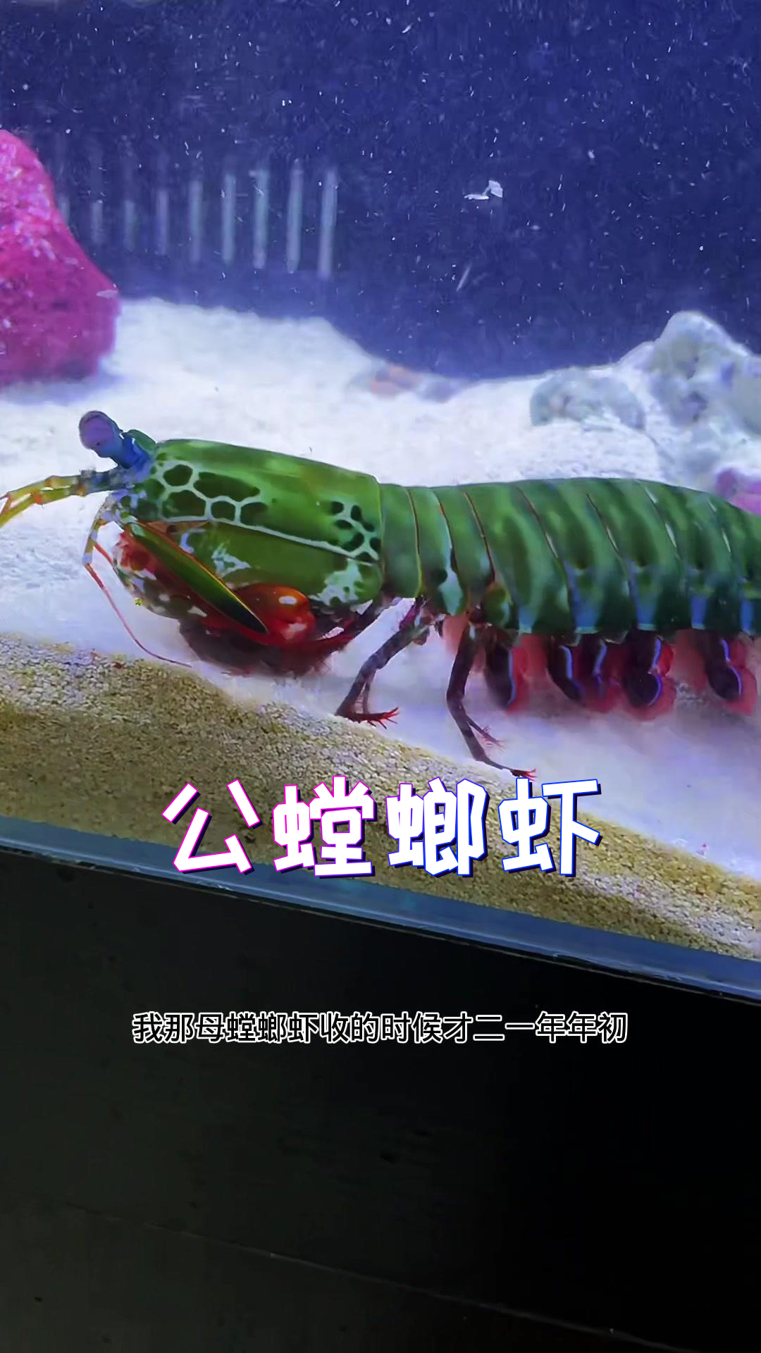 成年公虾当以事业为重!儿女情长的先放一放!