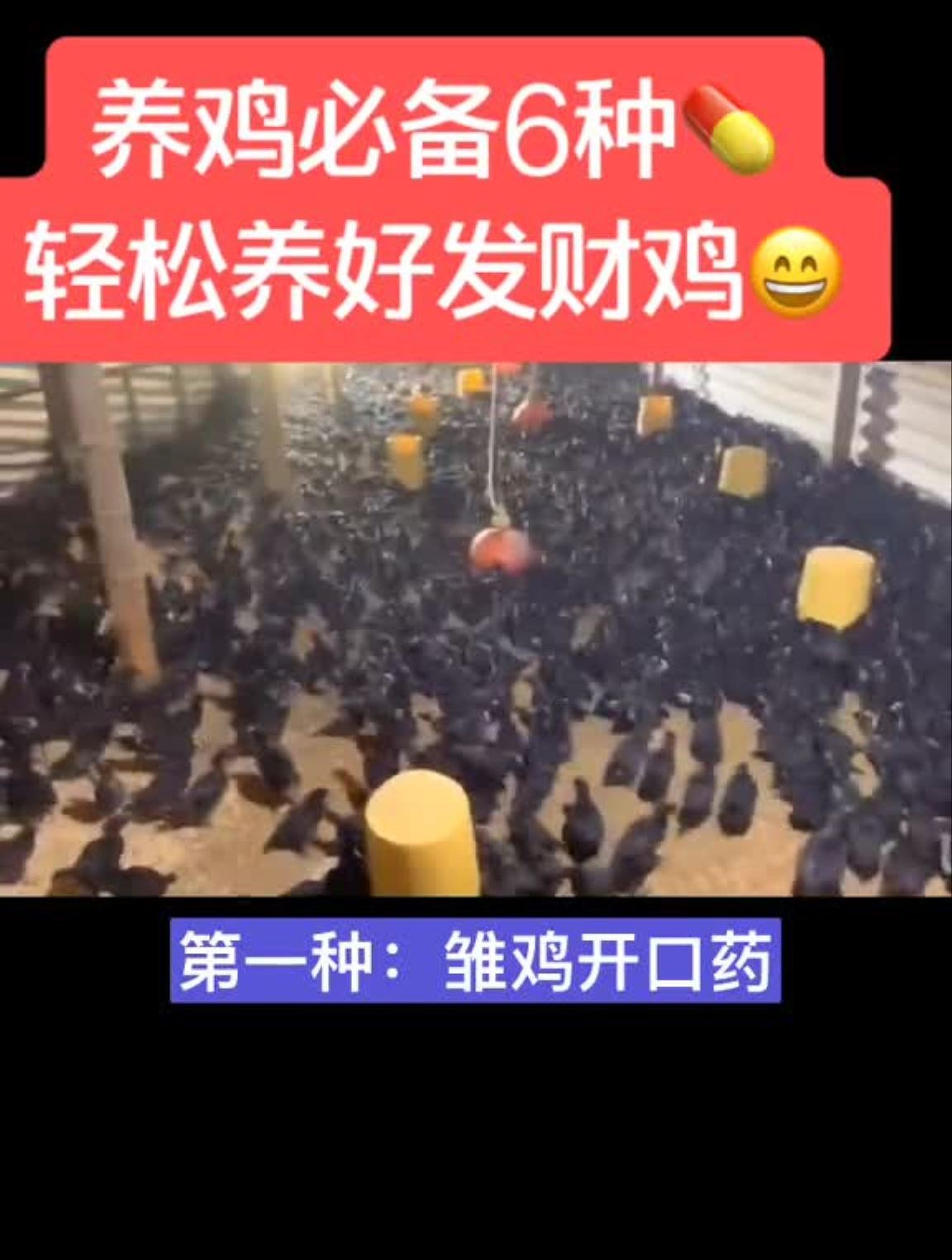 养鸡必备6种药,轻松养好发财鸡