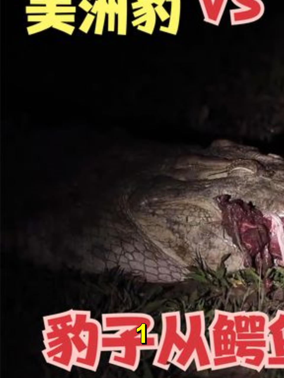 豹子从鳄鱼嘴里抢吃的;美洲豹单杀凯门鳄1
