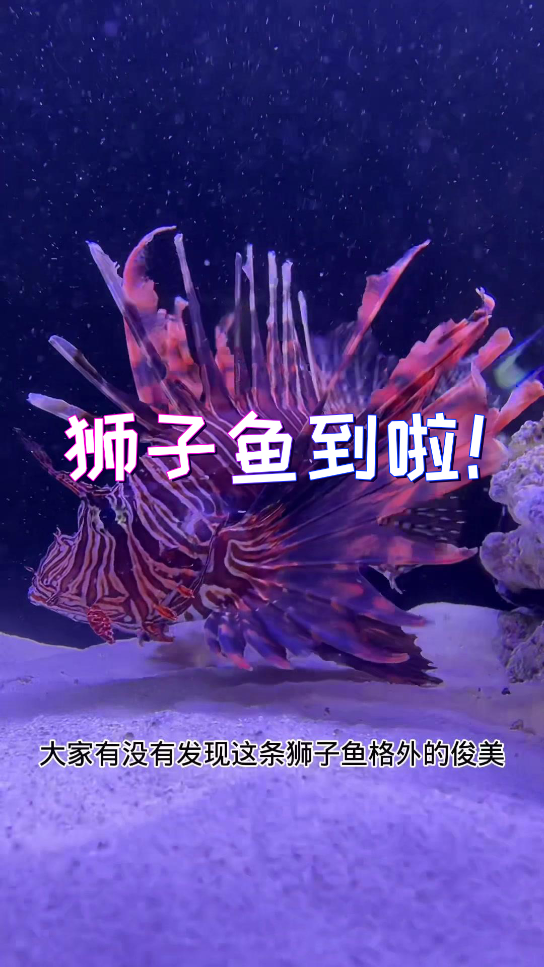 这条狮子鱼肯定能活下来!