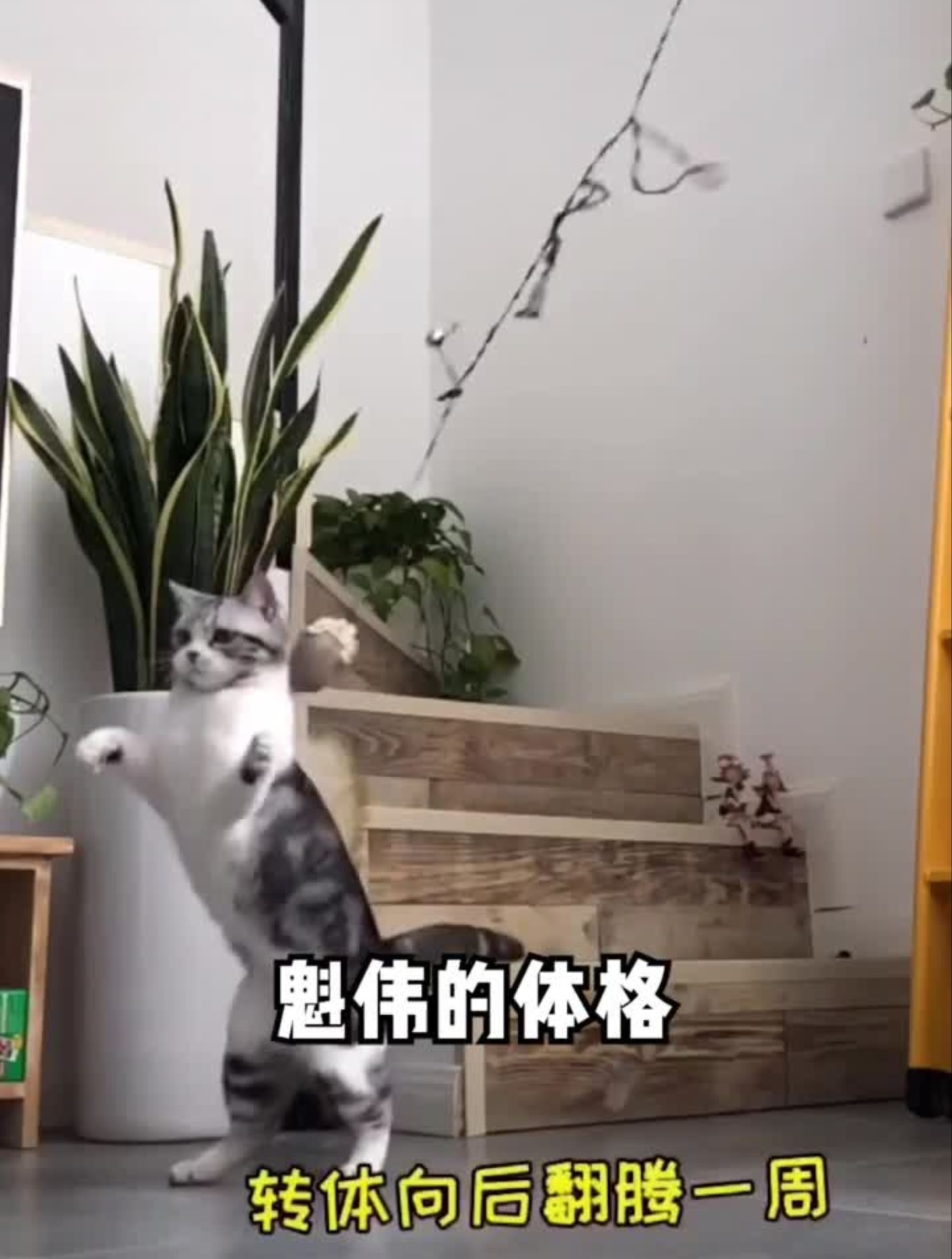 这是谁家的小可爱呀?