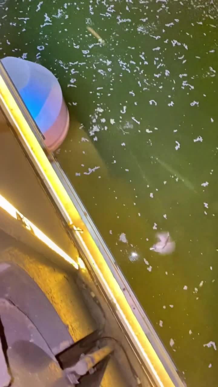 整天搞鲶鱼 到底咋做才好吃 这是四个胡子的土鲶