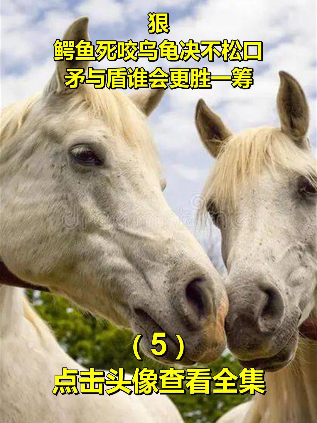 狠!鳄鱼死咬乌龟决不松口,矛与盾谁会更胜一筹5