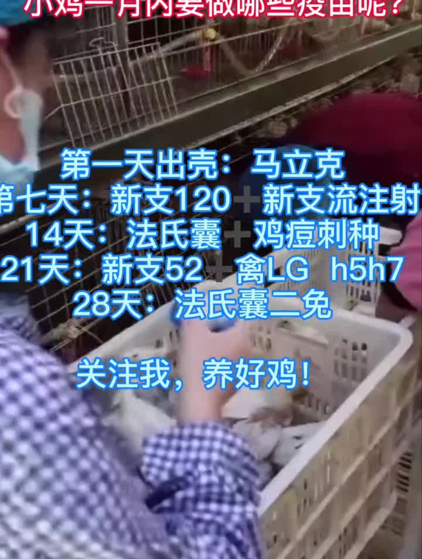 小鸡一月内的疫苗程序,请收藏!蛋鸡养鸡人生态散养土鸡