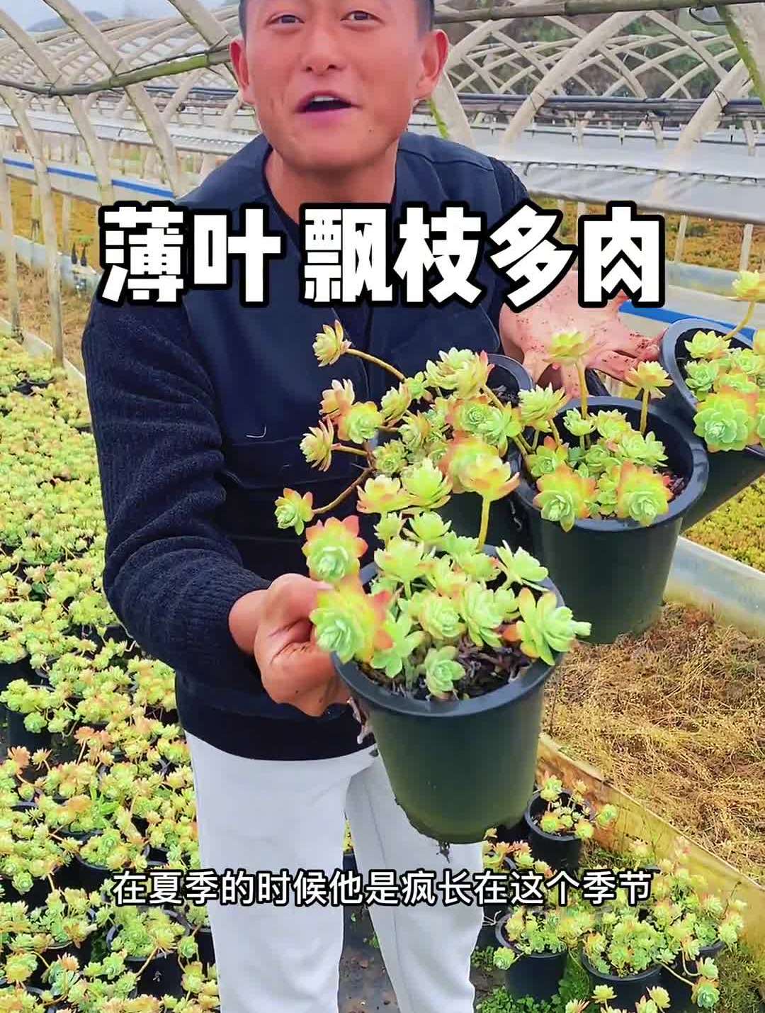 薄化妆多肉这个季节很容易上色,上午9点来看看。多肉