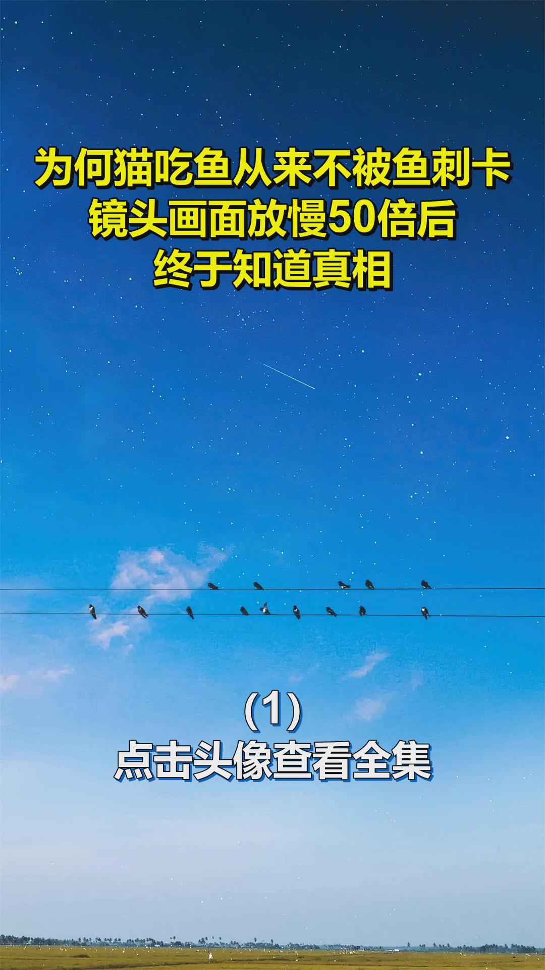 为何猫吃鱼从来不被鱼刺卡?镜头画面放慢50倍后,终于知道真相!1