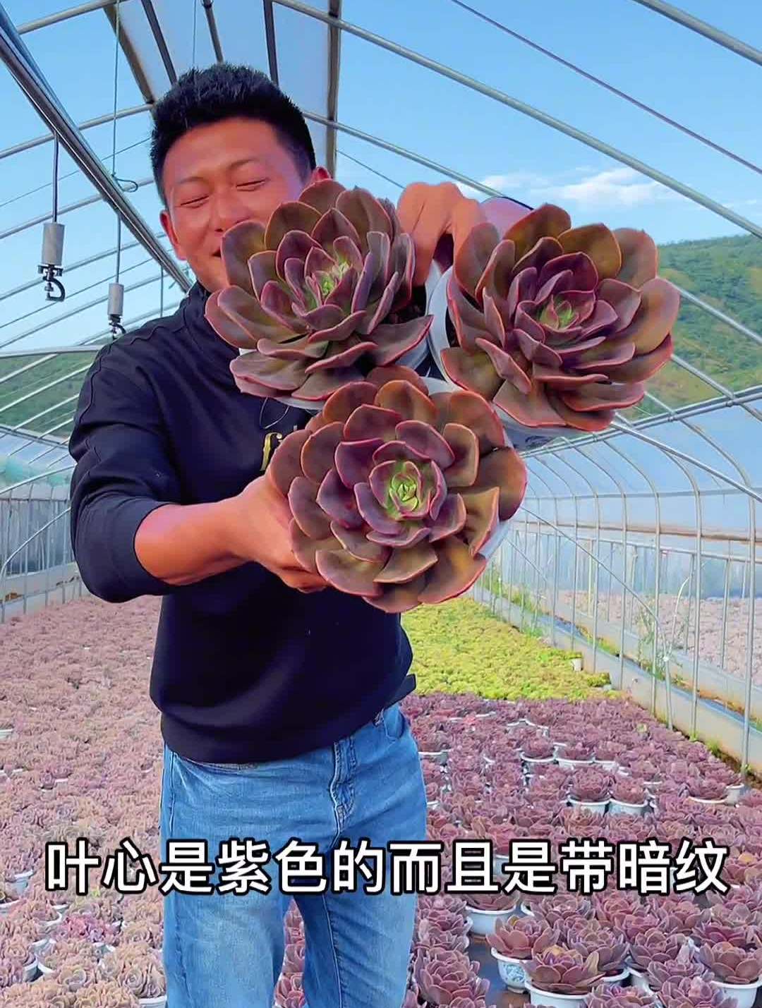 多肉最初的样子,你还喜欢吗?多肉