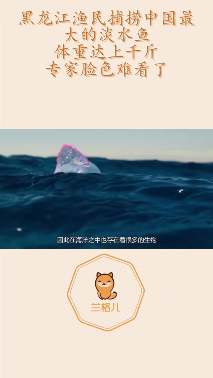 黑龙江渔民捕捞中国最大的淡水鱼,体重达上千斤,专家脸色难看了