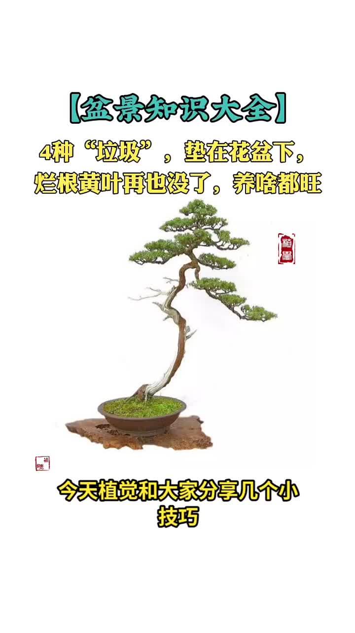 4种“垃圾”,垫在花盆下,烂根黄叶再也没了,养啥旺啥!