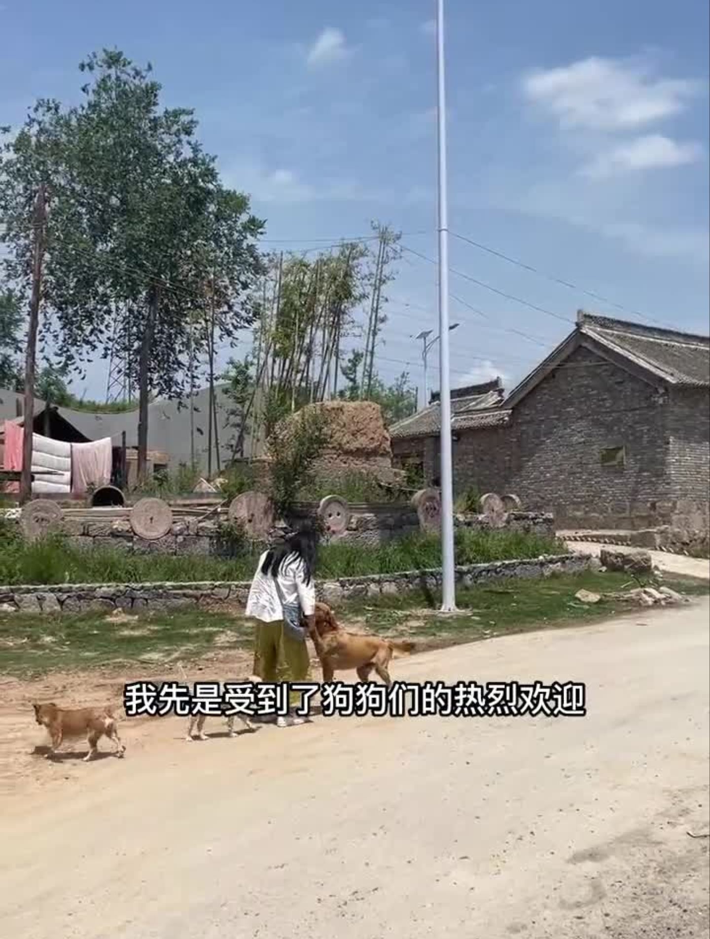 母鸡妈妈孵的小鸡平安出生了!