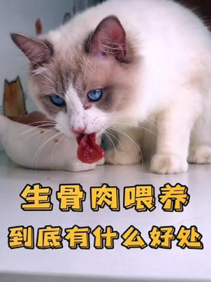 生骨肉喂养到底有啥好处