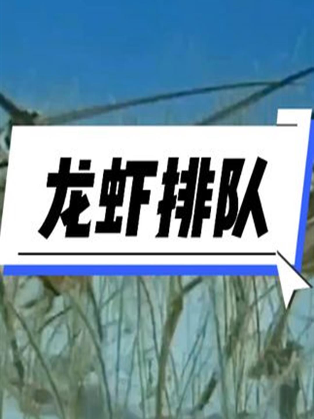 海底龙虾排成长队迁徙,遭到鳞鲀攻击1