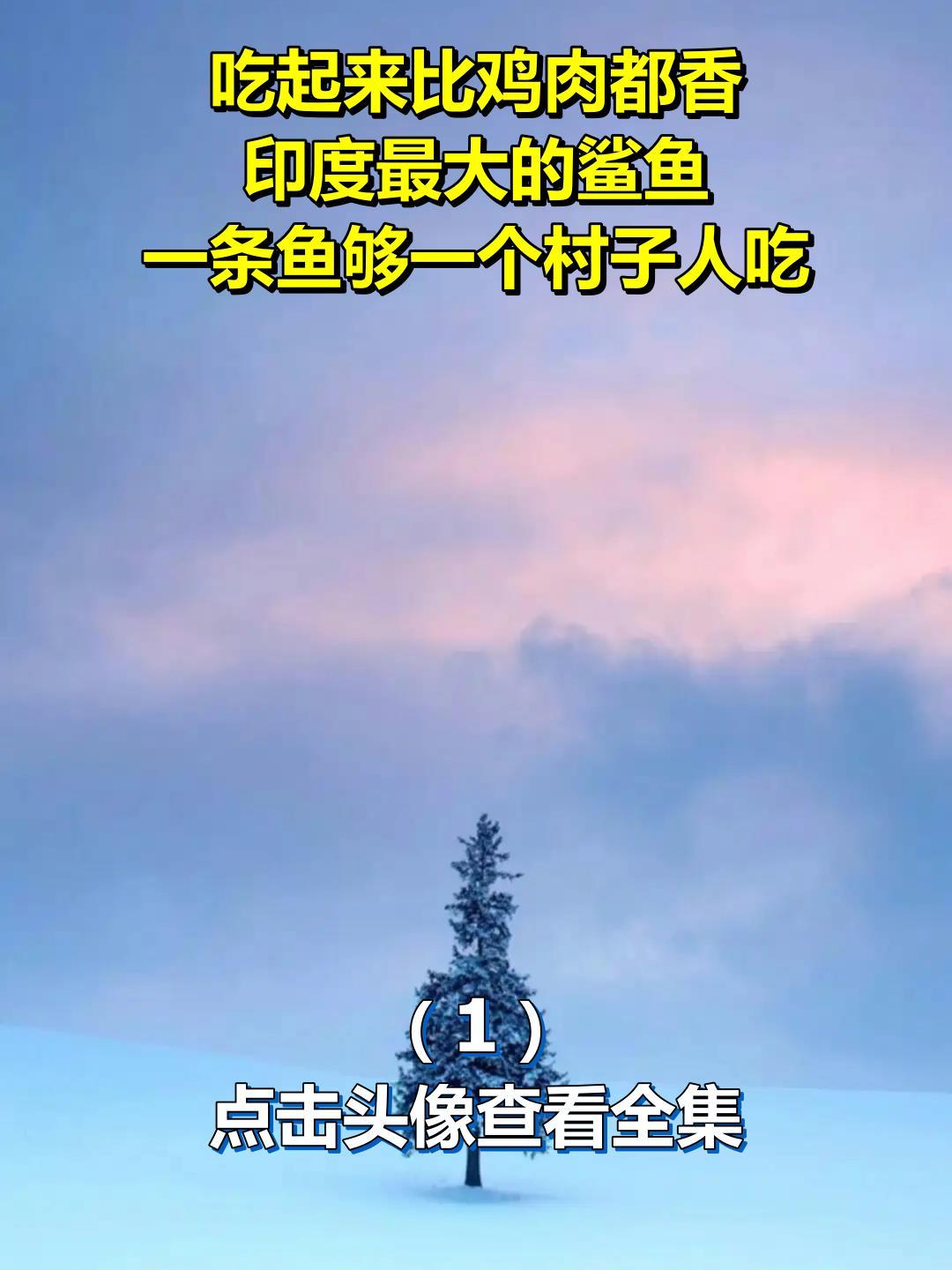 吃起来比鸡肉都香,印度最大的鲨鱼,一条鱼够一个村子人吃1