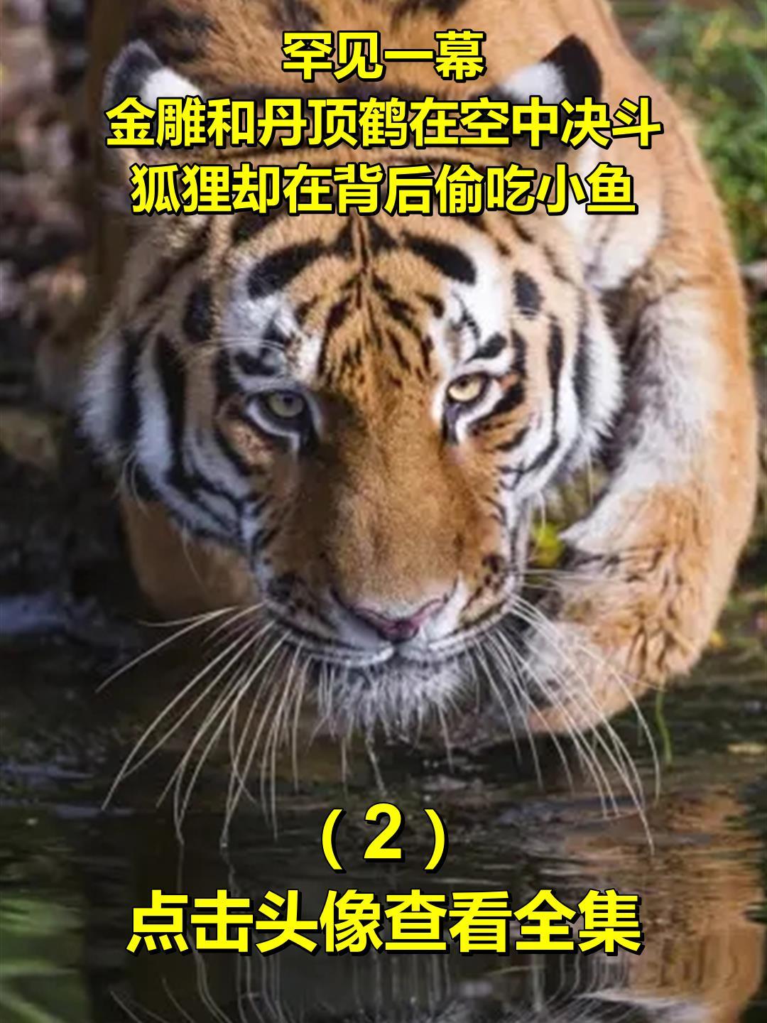 罕见一幕!金雕和丹顶鹤在空中决斗,狐狸却在背后偷吃小鱼2