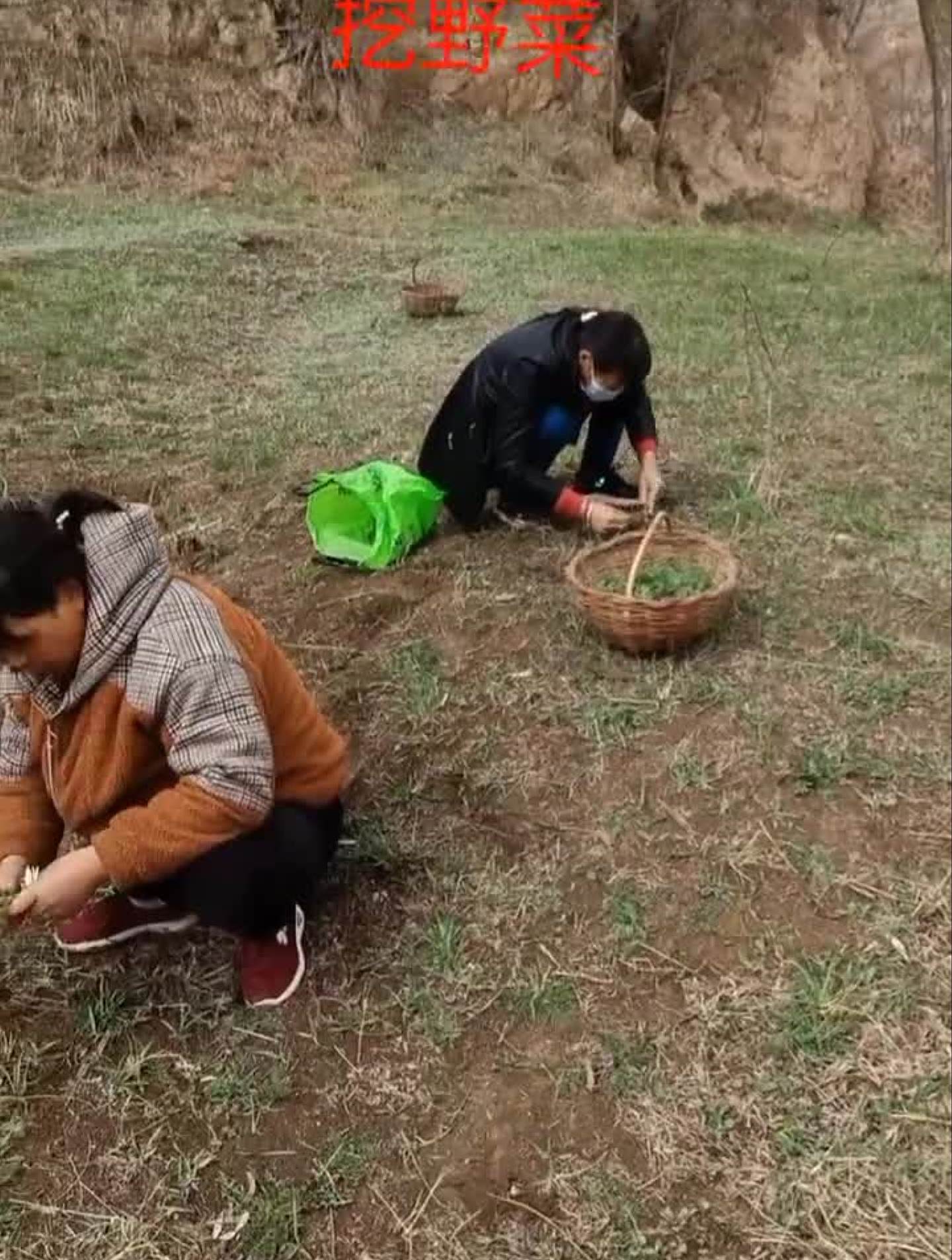 凉拌好吃的一种野菜“斜蒿”