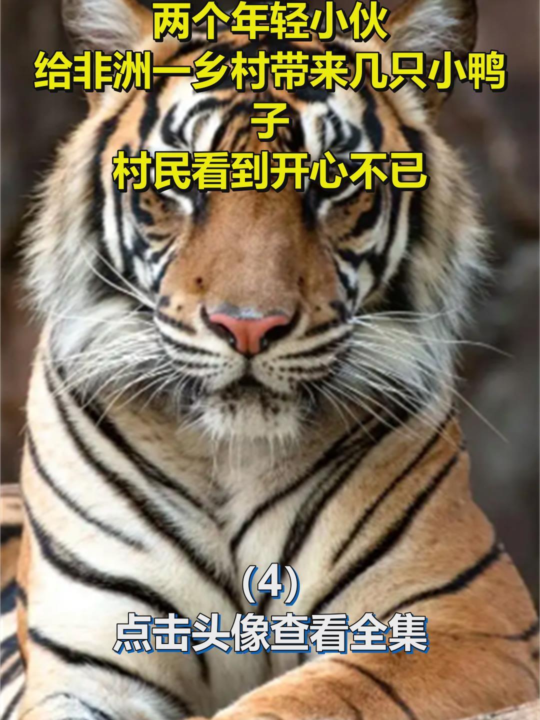 两个年轻小伙,给非洲一乡村带来几只小鸭子,村民看到开心不已4