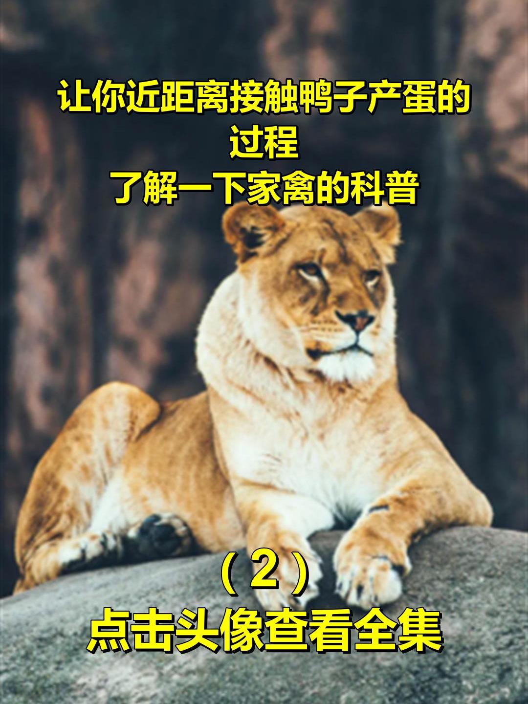 让你近距离接触鸭子产蛋的过程,了解一下家禽的科普2
