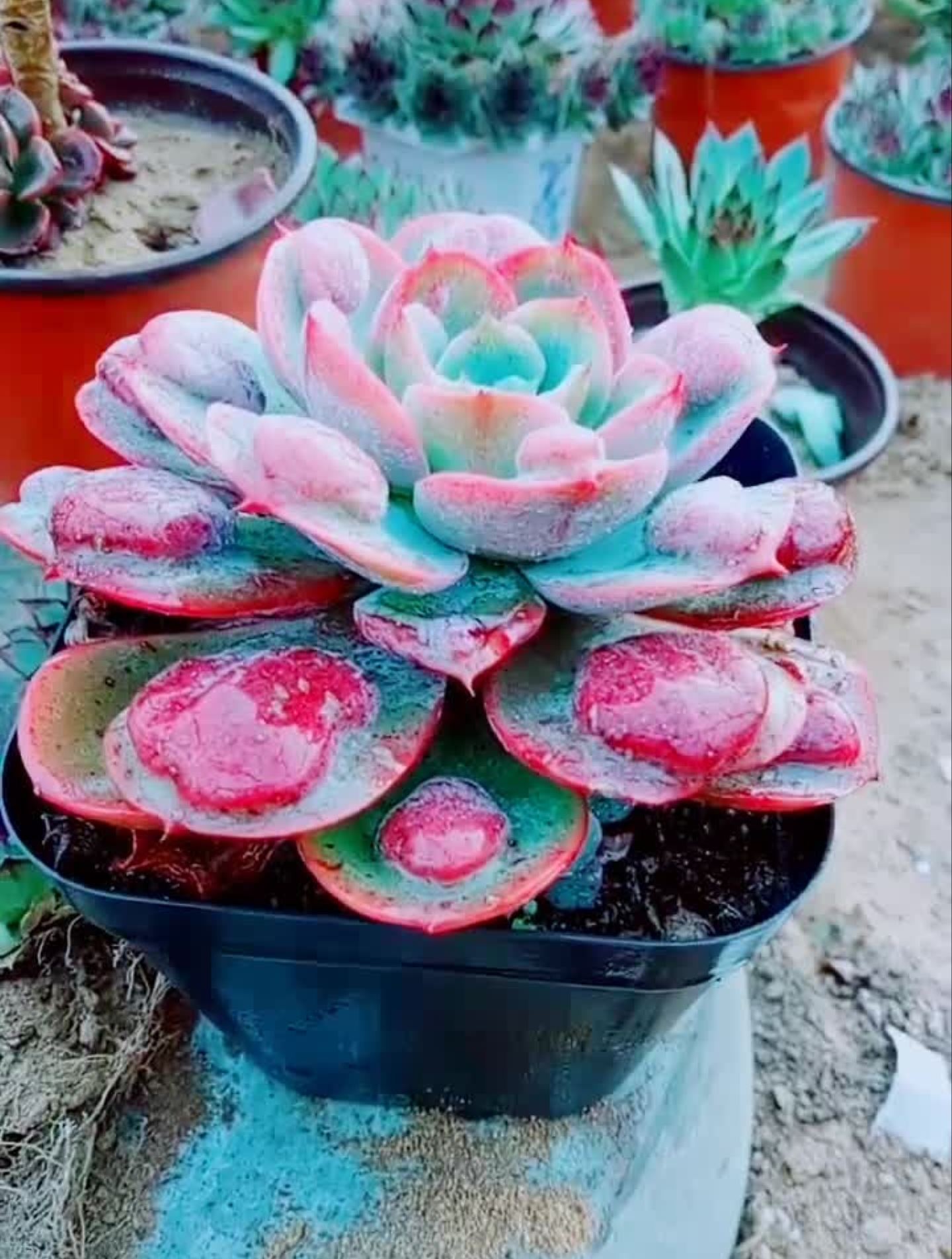 雨滴老桩阿多爱生活养花的生活分享