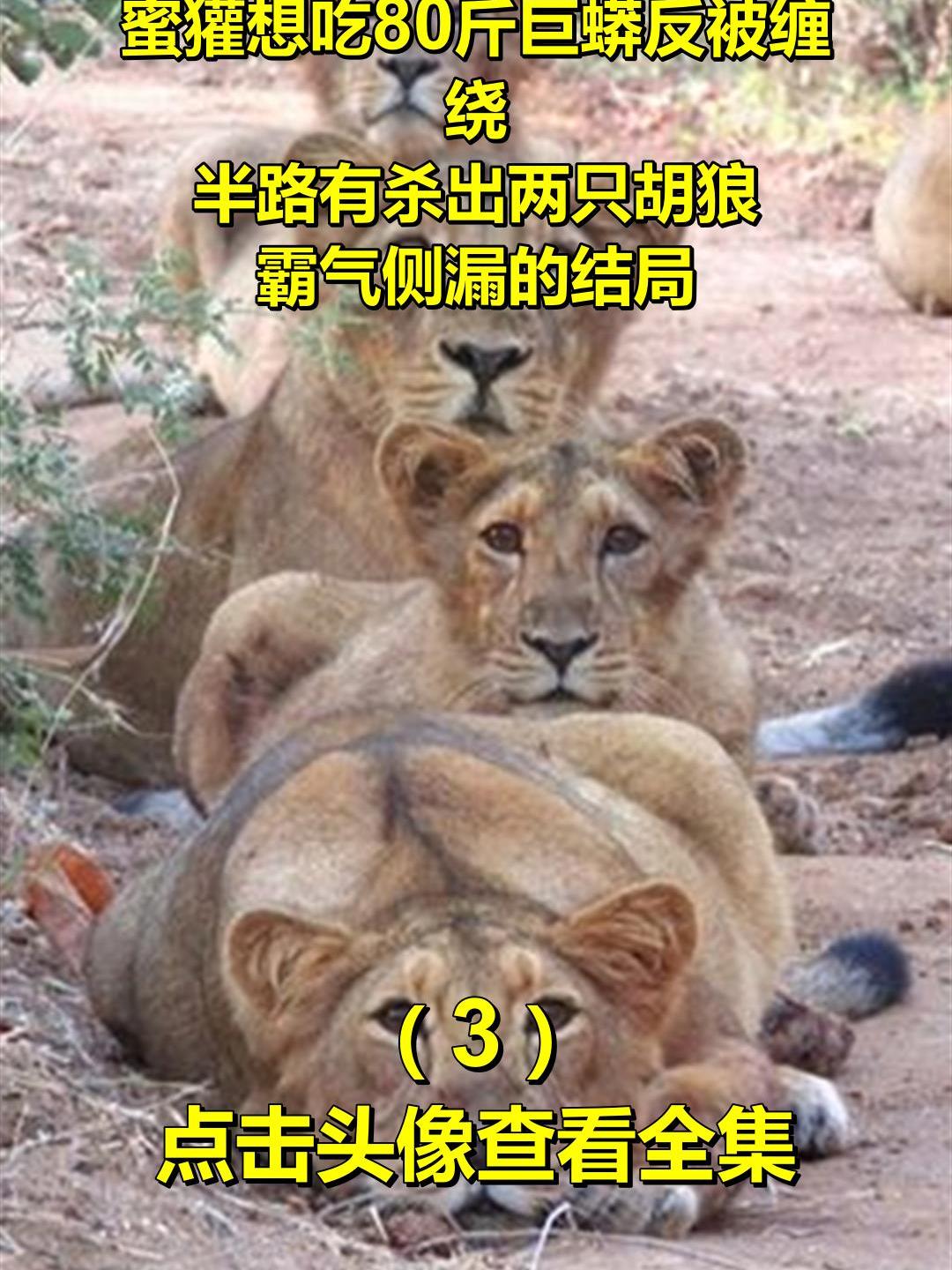 蜜獾想吃80斤巨蟒反被缠绕,半路有杀出两只胡狼,霸气侧漏的结局