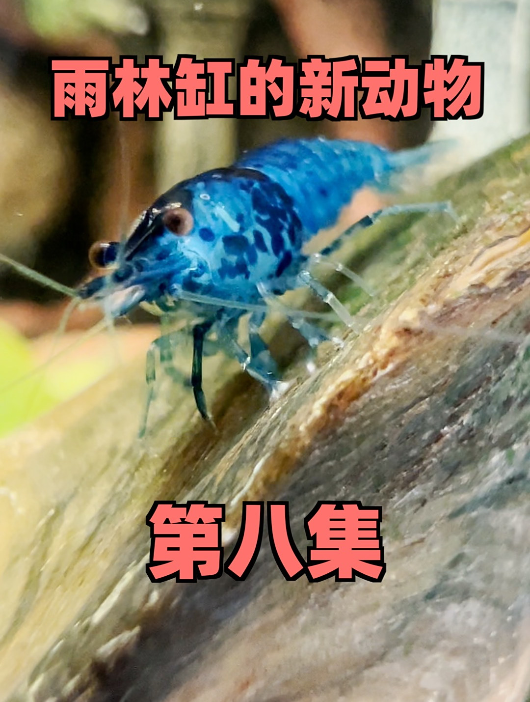 雨林缸里又增加了小动物,微距下的虾居然这么神奇