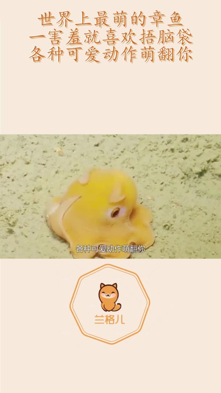 世界上最萌的章鱼,一害羞就喜欢捂脑袋,各种可爱动作萌翻你!