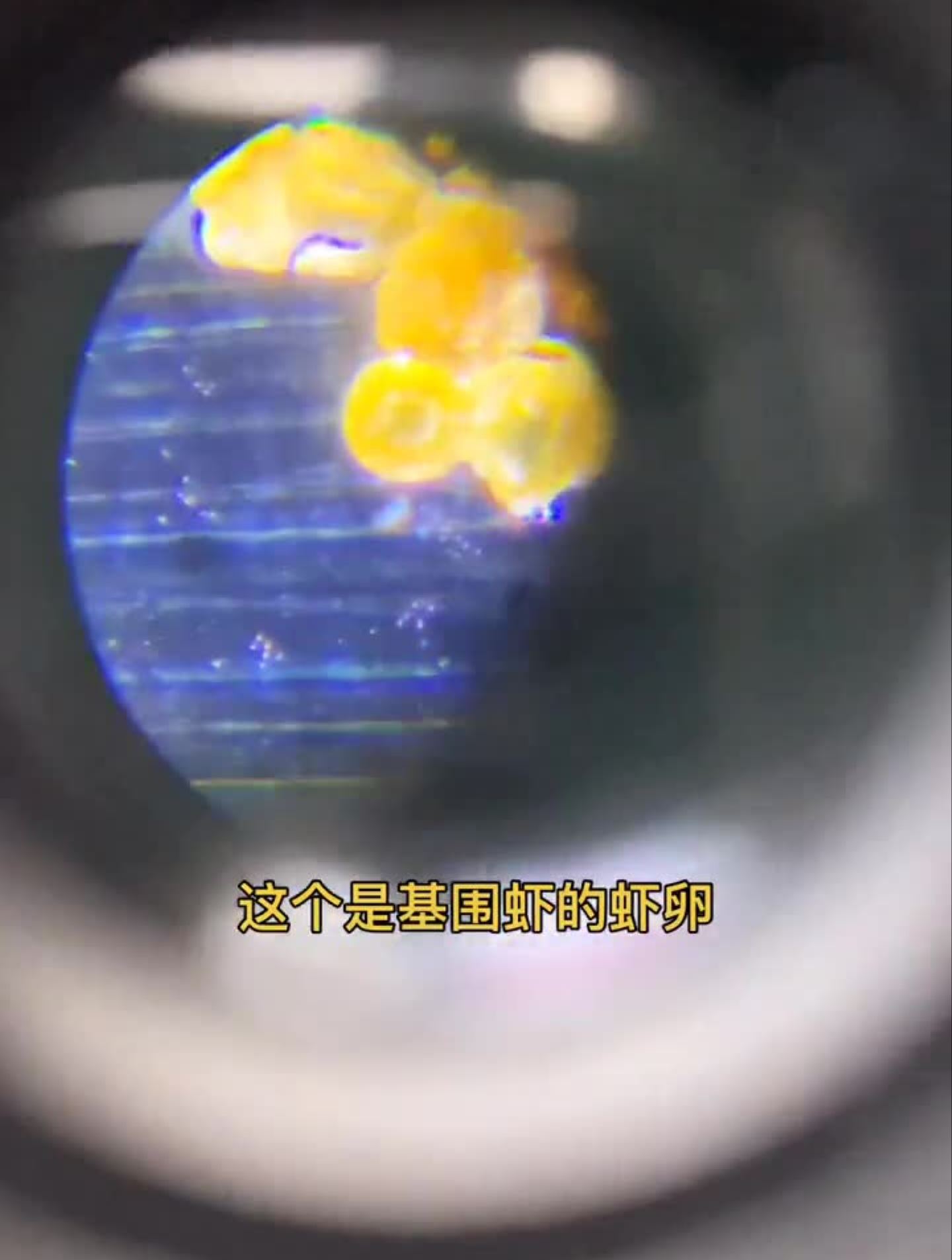 孩子们喜欢的显微镜,观察大自然,满足好奇心!