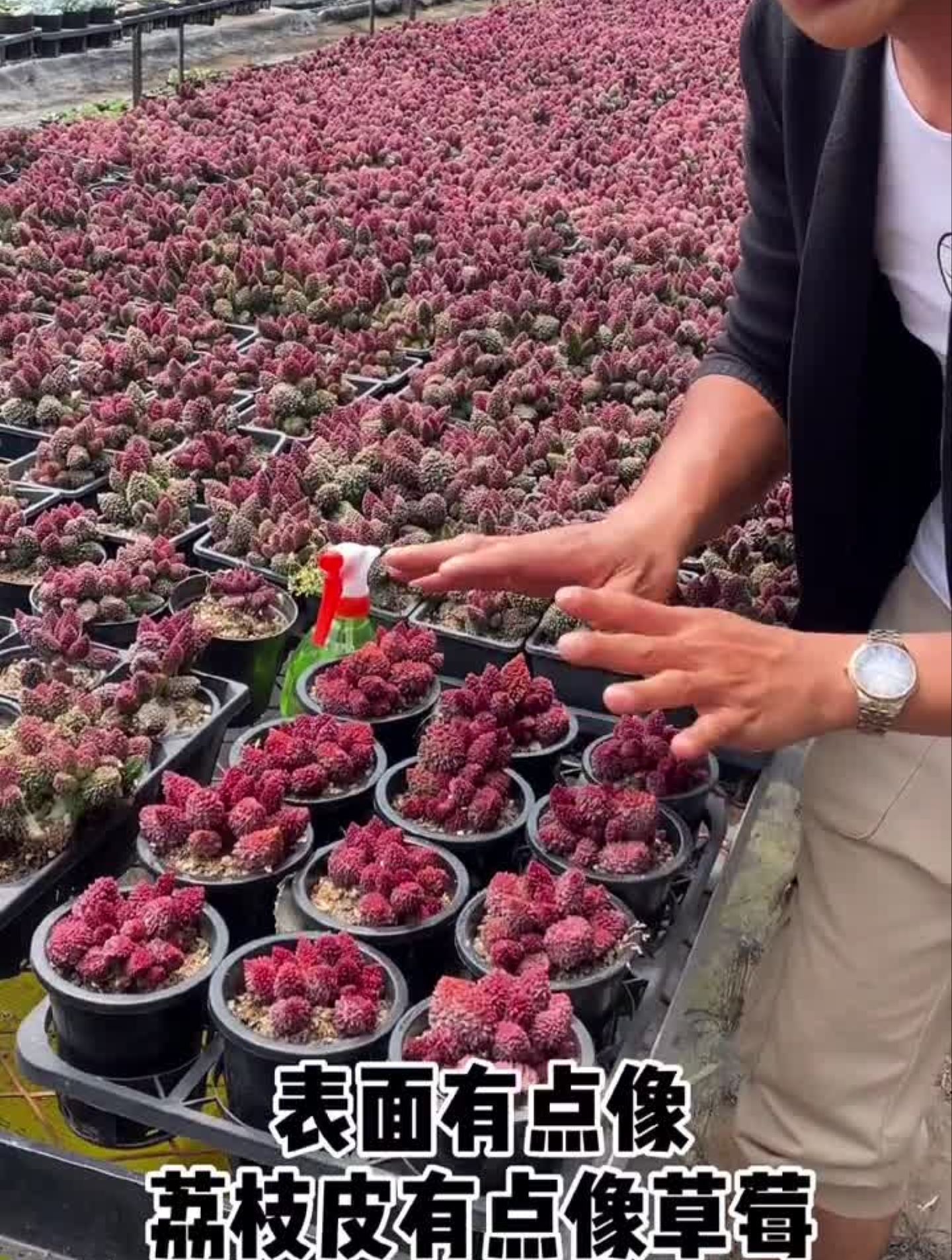 下午3点,一定来这里看看多肉