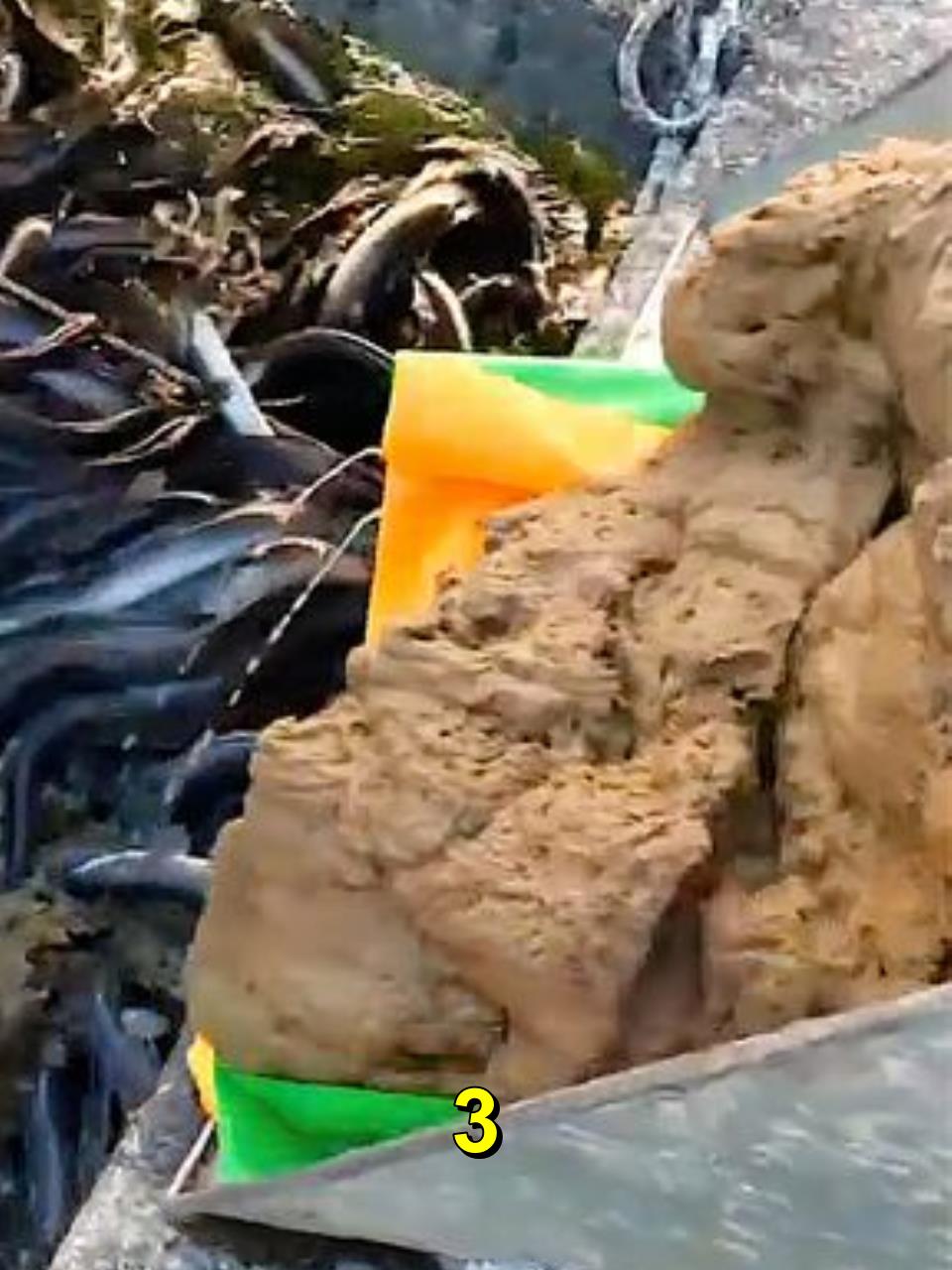 既不能繁殖,也无法人工孵化的鳗鱼,原来是这样养殖的3