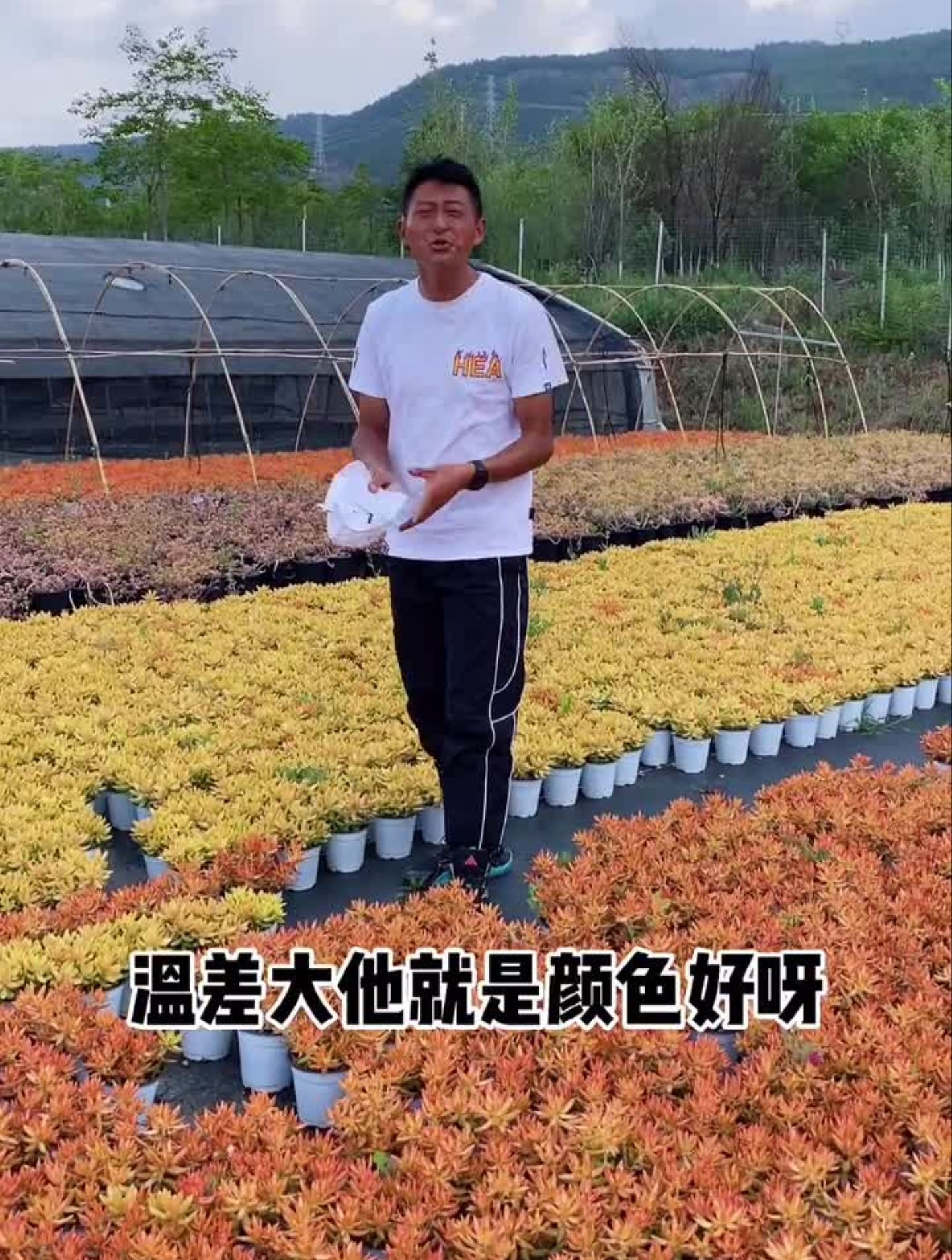 下午2点,加州落日和红日一共5000珠,一定看看多肉