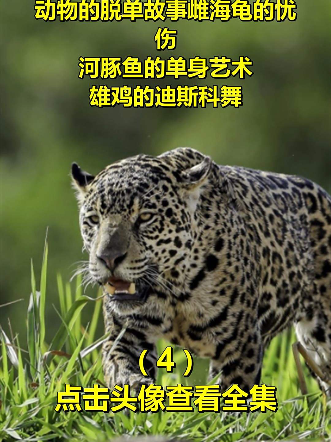 动物的脱单故事雌海龟的忧伤,河豚鱼的单身艺术,雄鸡的迪斯科舞