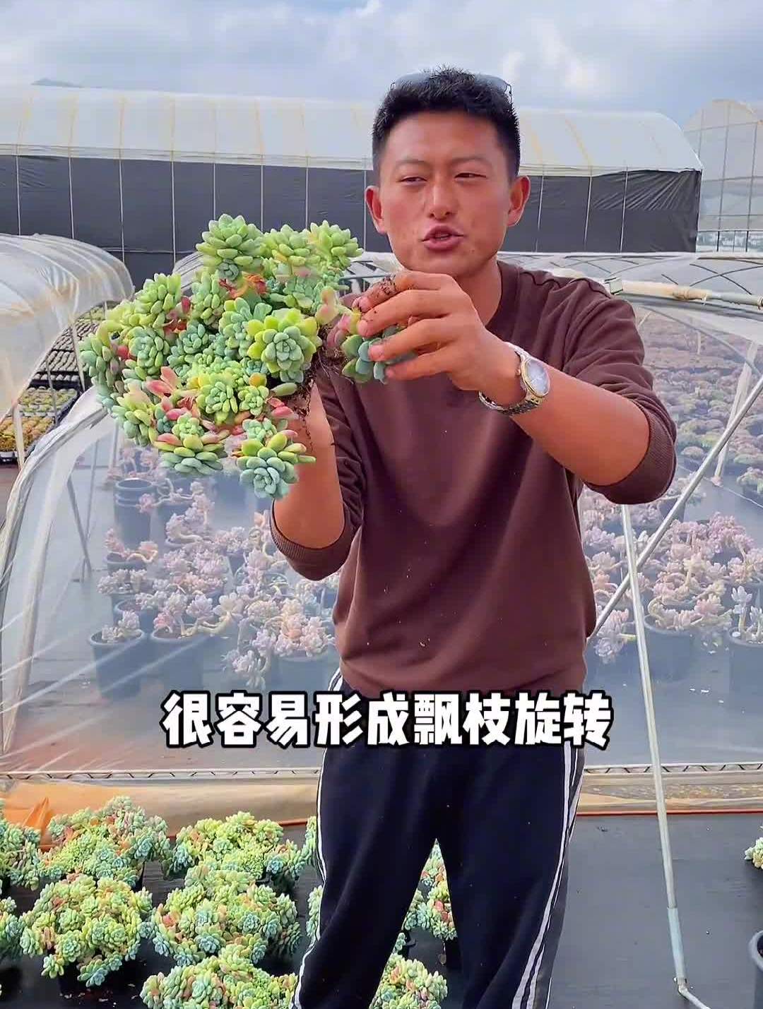 劳尔来了多肉园艺生活多肉植物