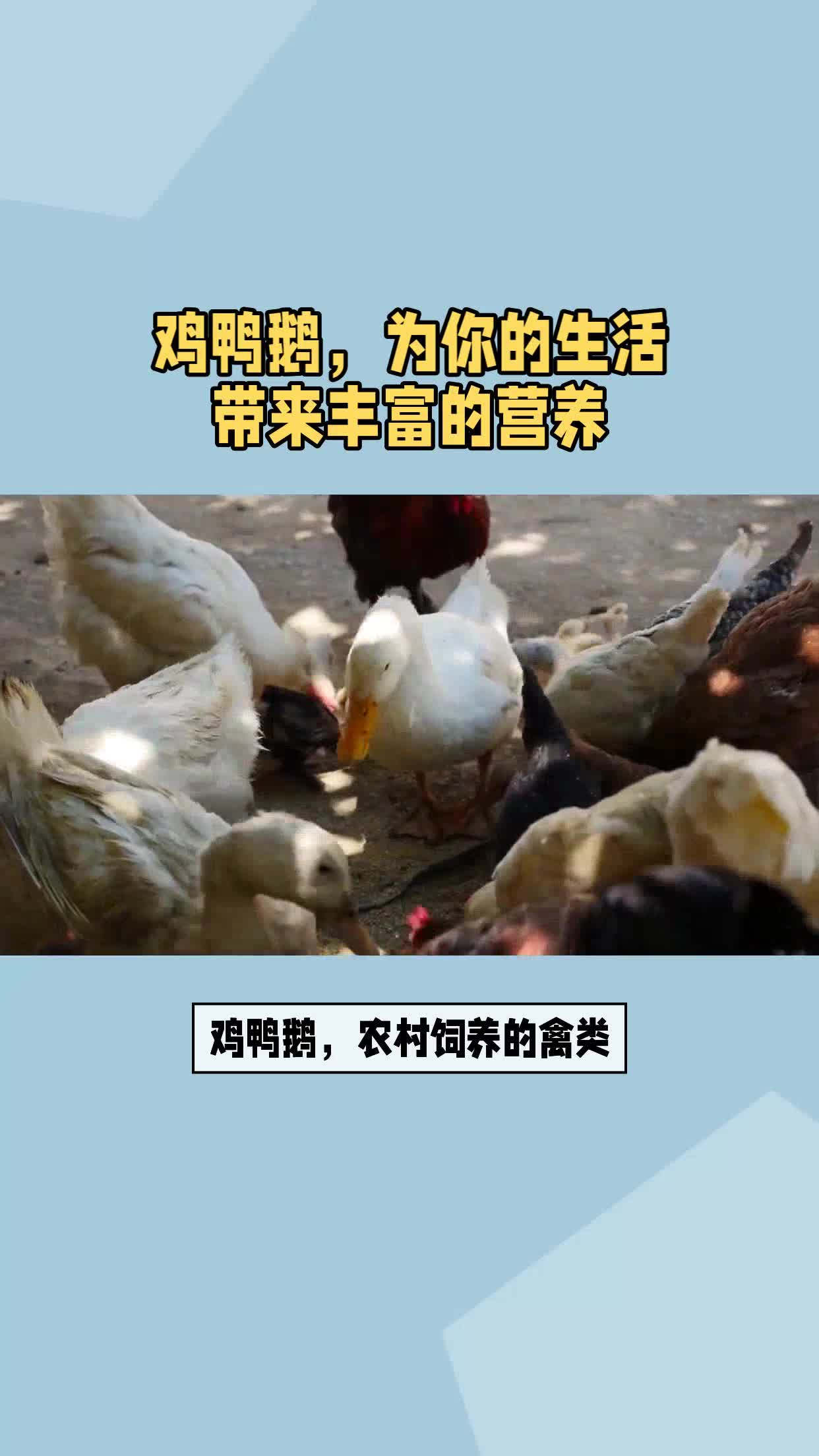 鸡鸭鹅,为你的生活带来丰富的营养