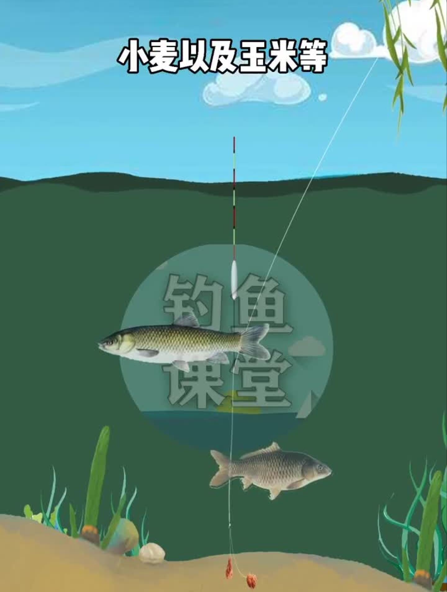 野生鲤鱼都爱吃什么鱼饵