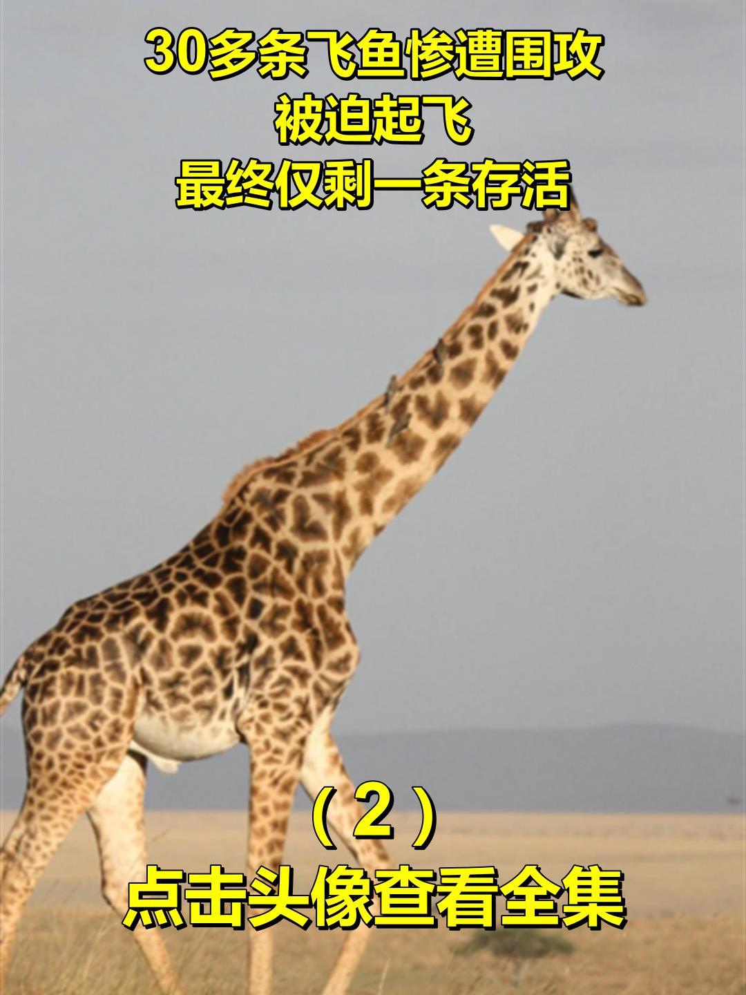 30多条飞鱼惨遭围攻,被迫起飞,最终仅剩一条存活2