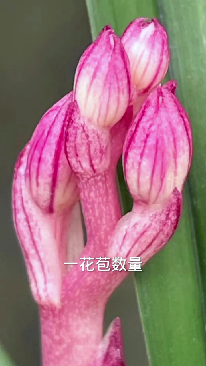 教你认识兰花种类
