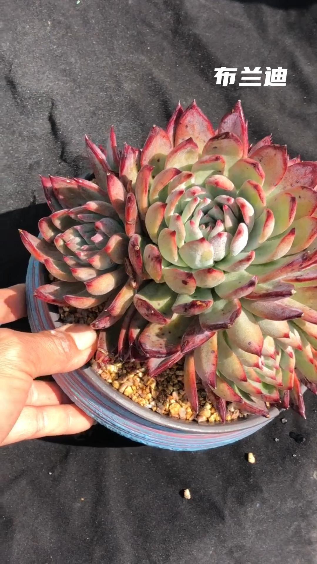 多肉植物布兰迪,一天带你认识一个多肉