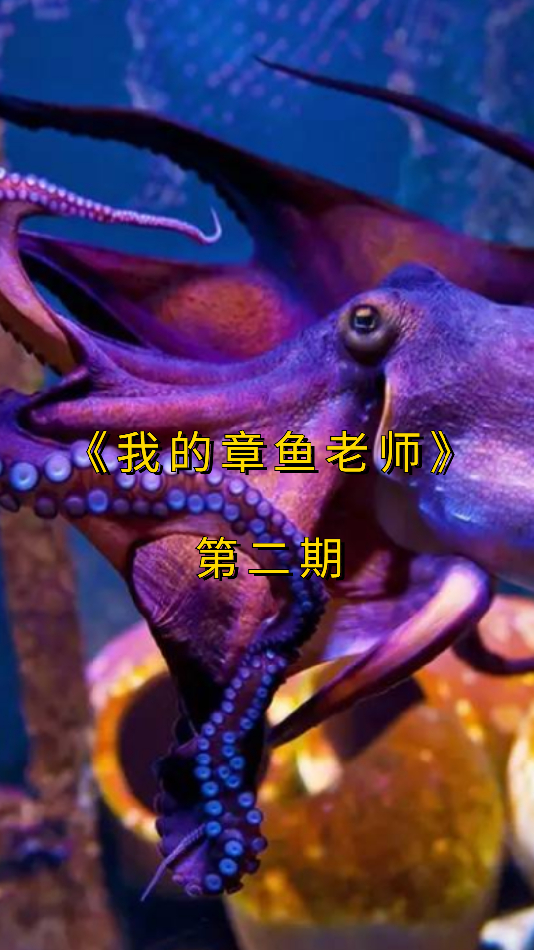 章鱼在水底危险重重,“睡袍鲨”专捕食章鱼