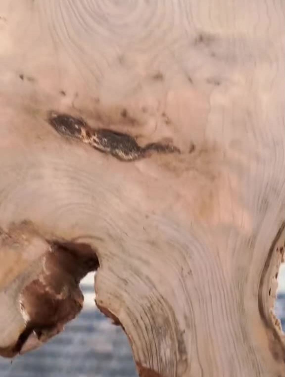 沉浸式画蝶尾树脂画龙睛金鱼