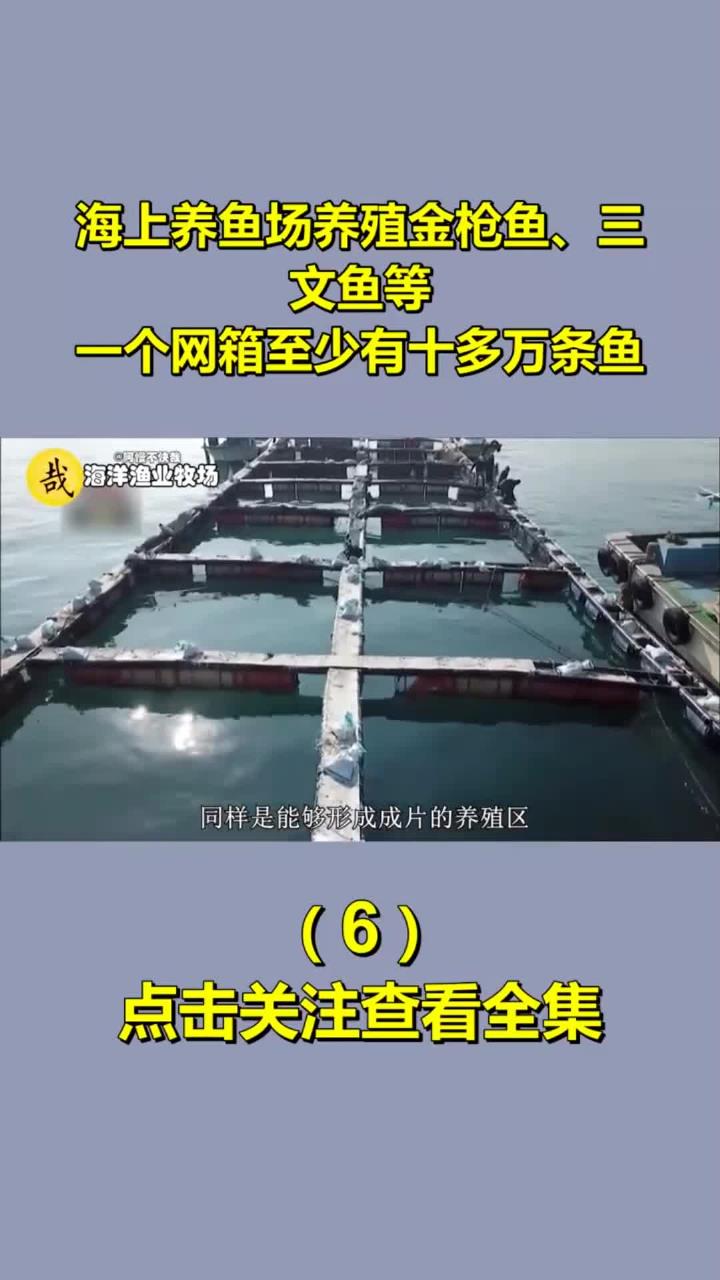 海上养鱼场养殖金枪鱼、三文鱼等,一个网箱至少有十多万条鱼6