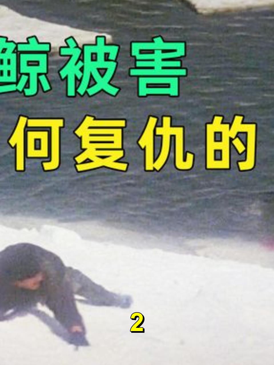 怀孕母鲸鱼被人类所害,公鲸展现高智商复仇,结局超爽!2